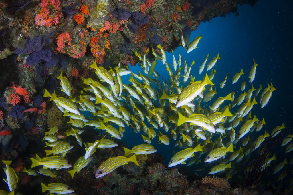 Boutique Beach All Inclusive Diving Hotel Dhigurah  Exterior foto