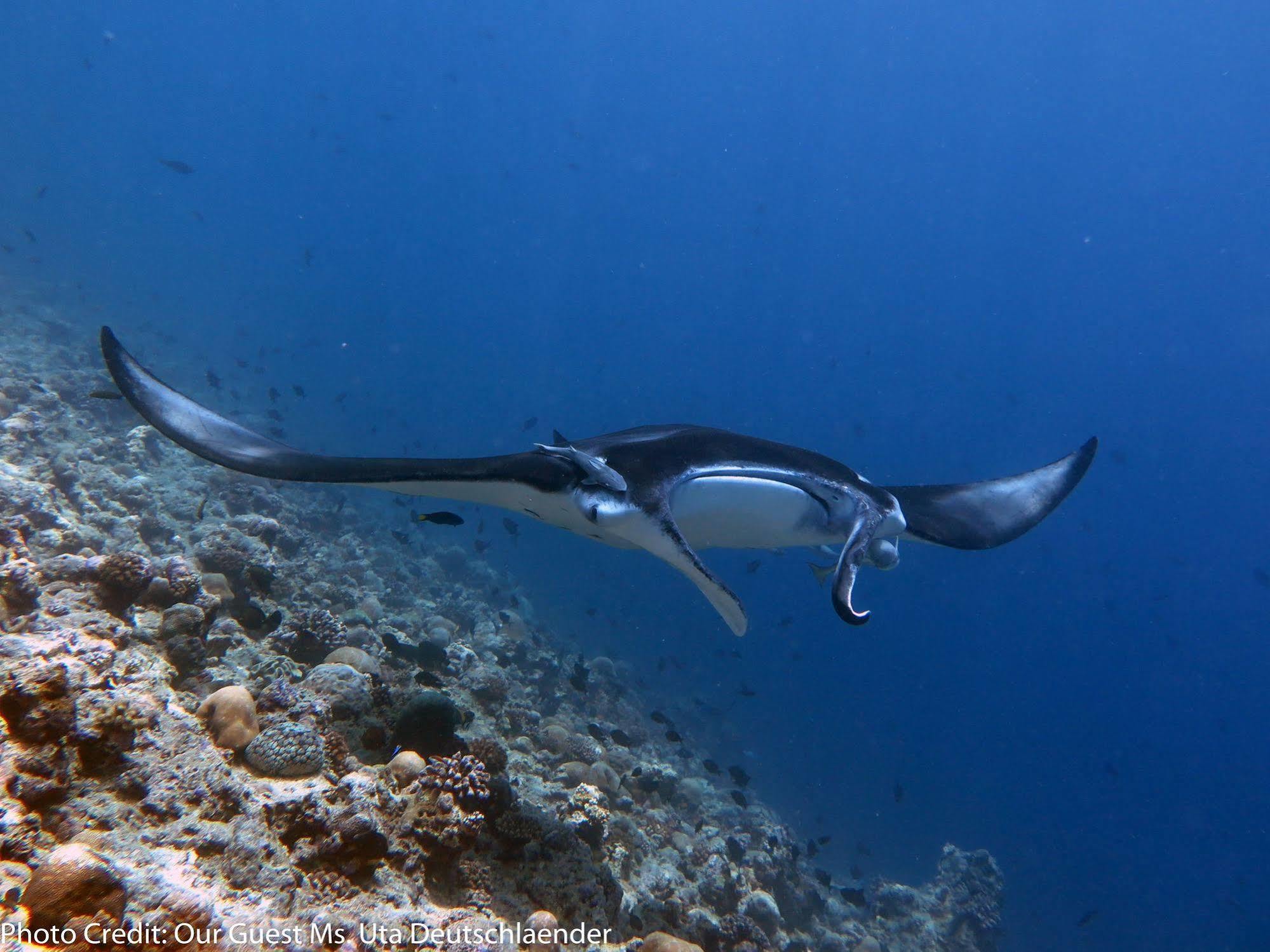 Boutique Beach All Inclusive Diving Hotel Dhigurah  Exterior foto