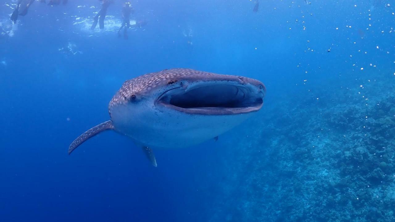 Boutique Beach All Inclusive Diving Hotel Dhigurah  Exterior foto